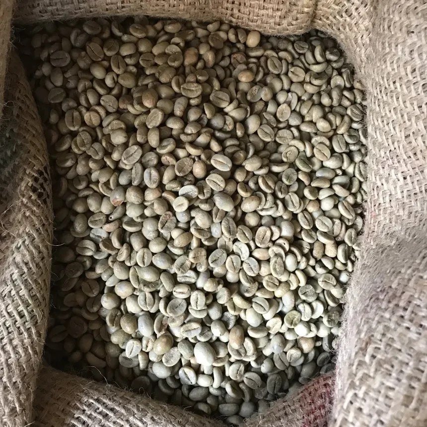 Washed green coffee beans